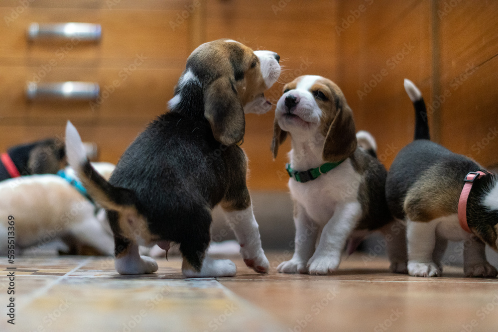 Beautiful portrait of beagle puppies playing with each other inside a house Beautiful portrait of beagle puppies playing with each other inside a house