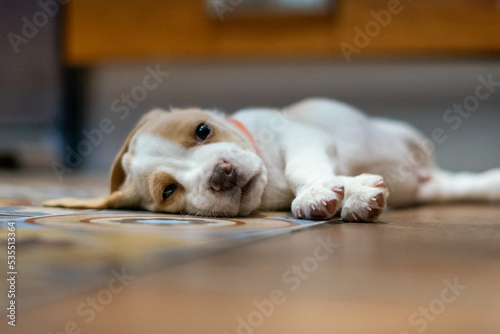 Beautiful portrait of a beagle puppy lying on the floor looking at the camera
