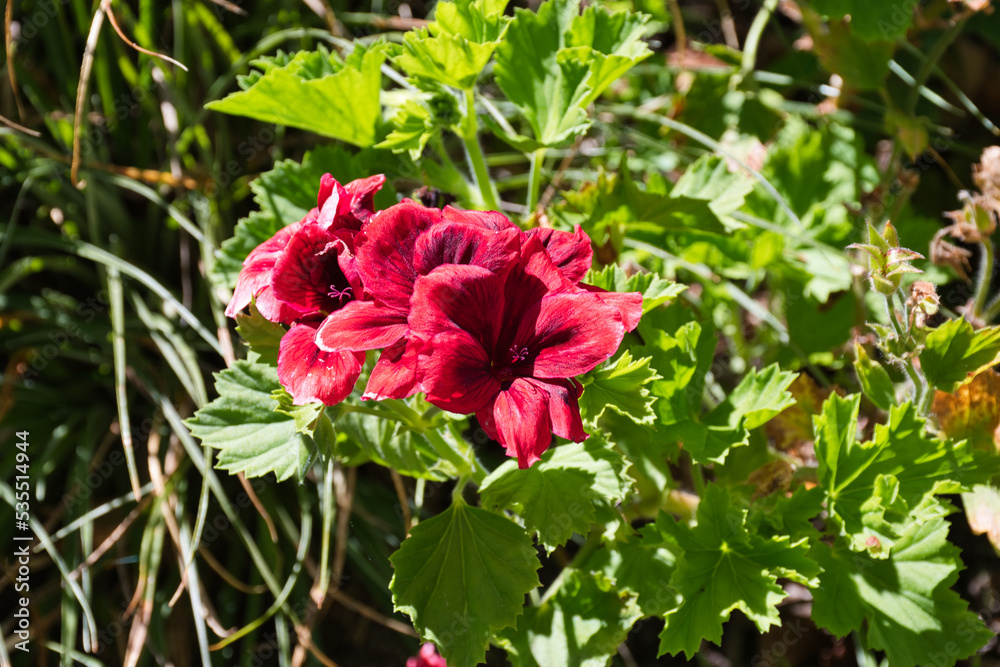 Pelargonium zonale is a species of Pelargonium native to southern Africa in the western regions of the Cape provinces