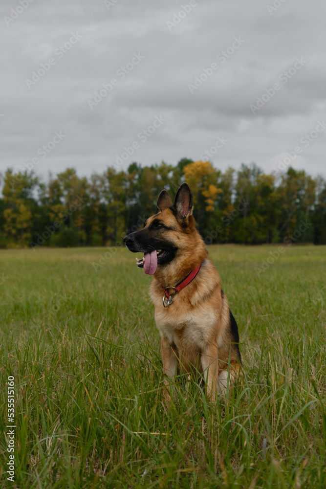 Beautiful thoroughbred dog sits in grass. Black and red adult German Shepherd sits in green field in autumn against background of yellow trees and gray overcast sky. Pet on walk in fall, no people.