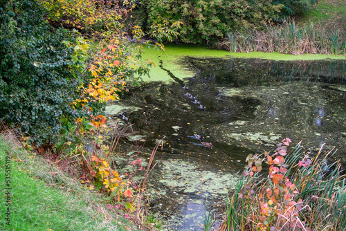 Fototapeta Naklejka Na Ścianę i Meble -  Picturesque small pond with ducks and autumn trees.