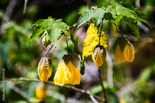 Abutilon hybridum is a hybrid species of the genus Abutilon. The common name of Chinese lantern photo