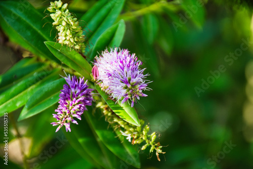  Hebe speciosa is a species of flowering plant in the plantain family known by the New Zealand common names hebe, showy hebe, showy-speedwell, and the Māori names Titirangi and Napuka