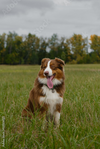 Beautiful thoroughbred dog in grass. Australian Shepherd red tricolor sits in green field in autumn against yellow trees and gray overcast sky. Pet stuck out its tongue on walk in fall, no people.