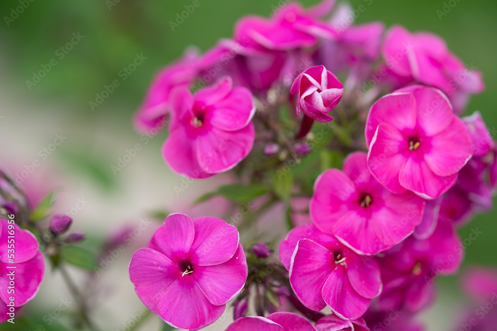 Pink phlox close-up.