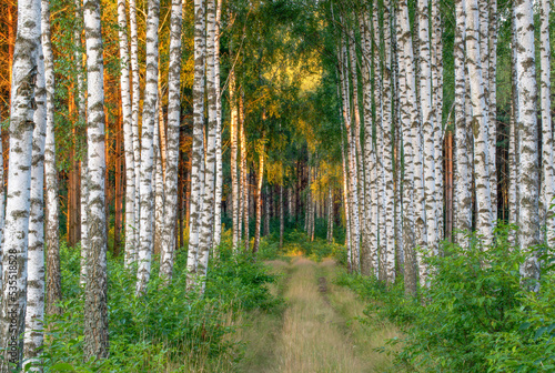 footpath in the forest