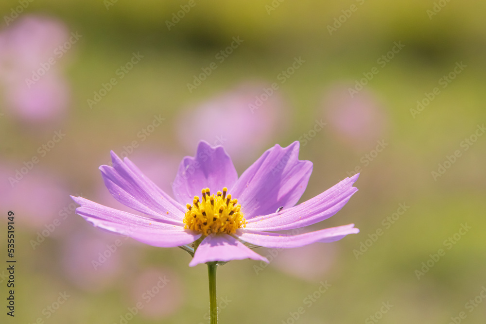 コスモスの花 コスモスの花