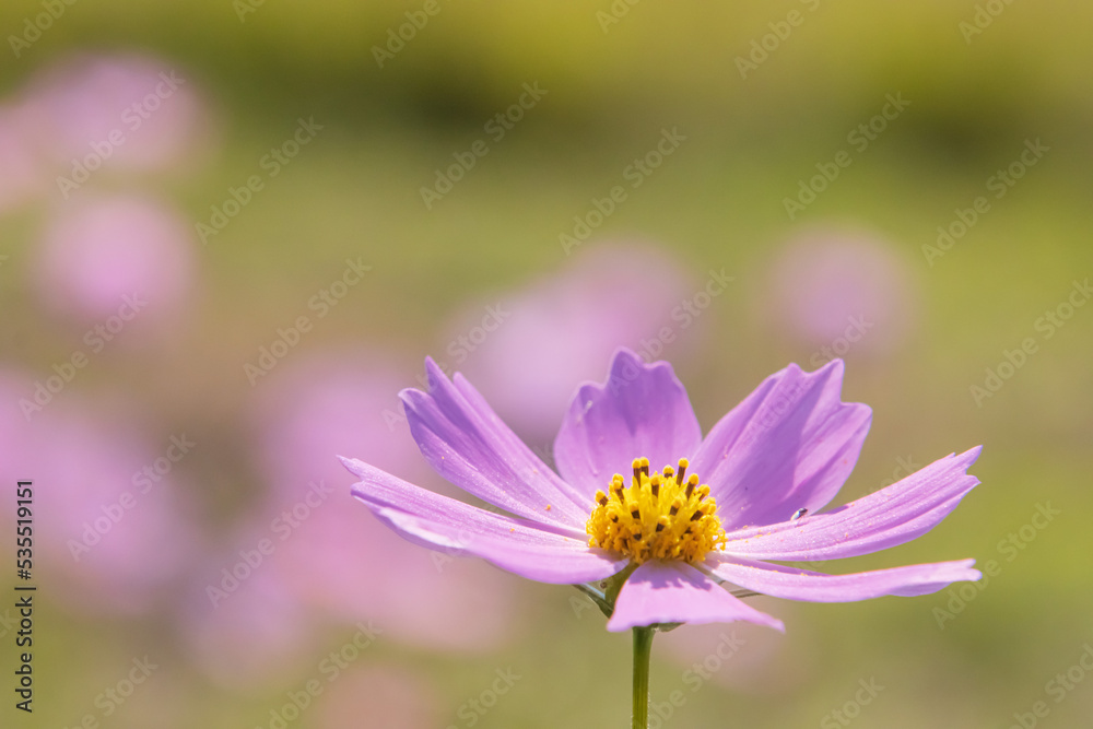 コスモスの花