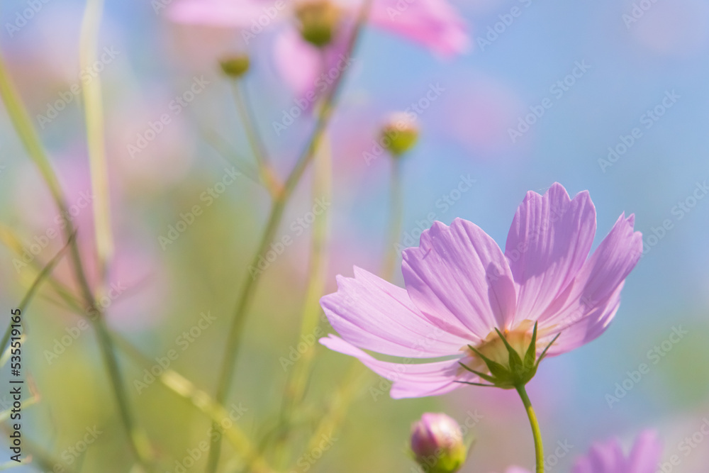 コスモスの花 コスモスの花