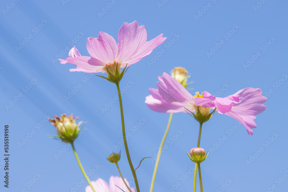 Obraz premium コスモスの花