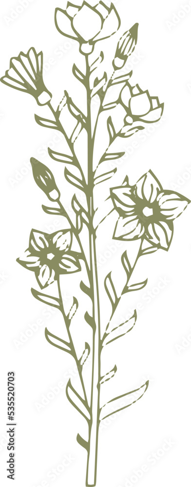 Medical flower. Hand drawn herb. Botanical illustration
