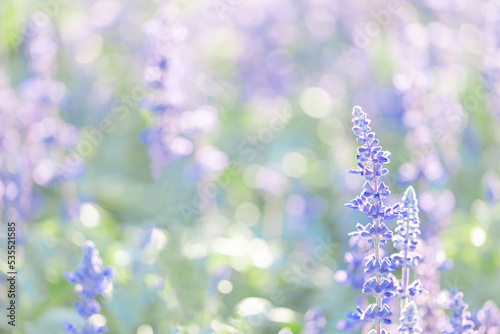 close up of lavender flowers in pastel blue color