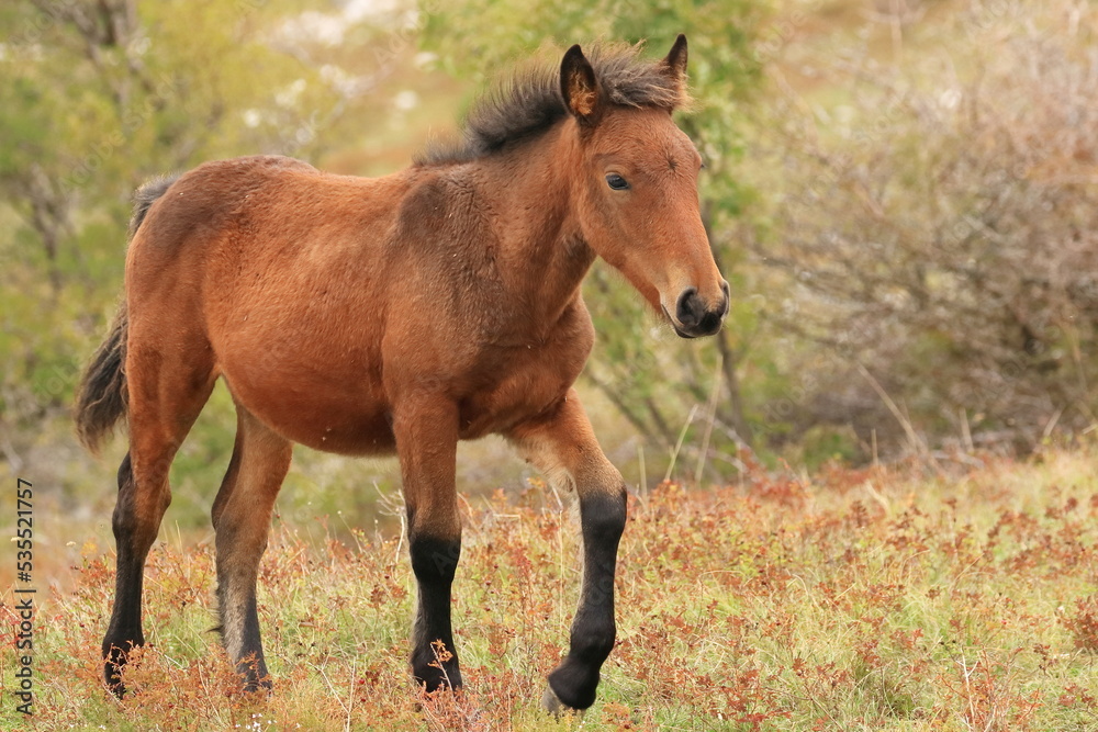 Brown stallion on meadow, baby horse in nature