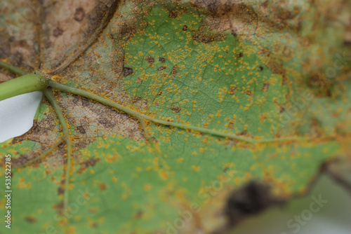 Grape leaves are susceptible to yellow rust.