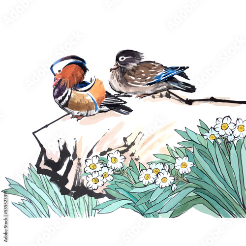 Vector watercolor illustration of mandarin duck bird.