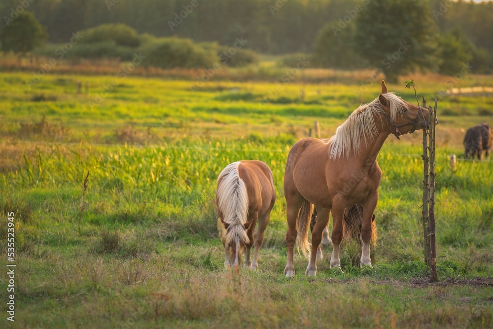 Obraz premium horse and foal