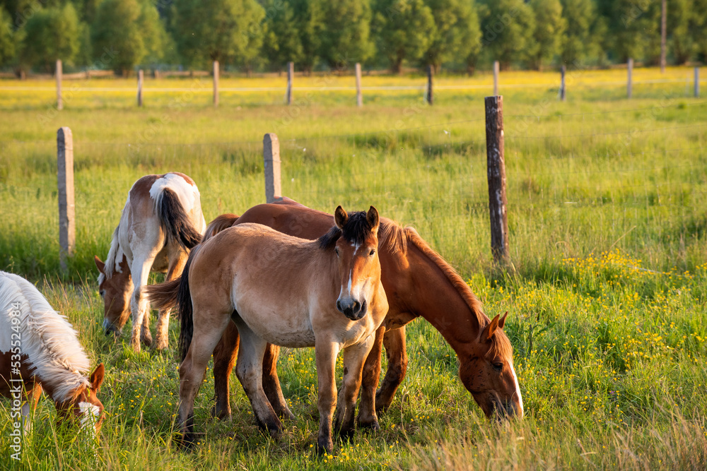 Fototapeta premium horse and foal