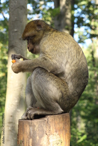 japanese macaque sitting on a tree © Aurlie