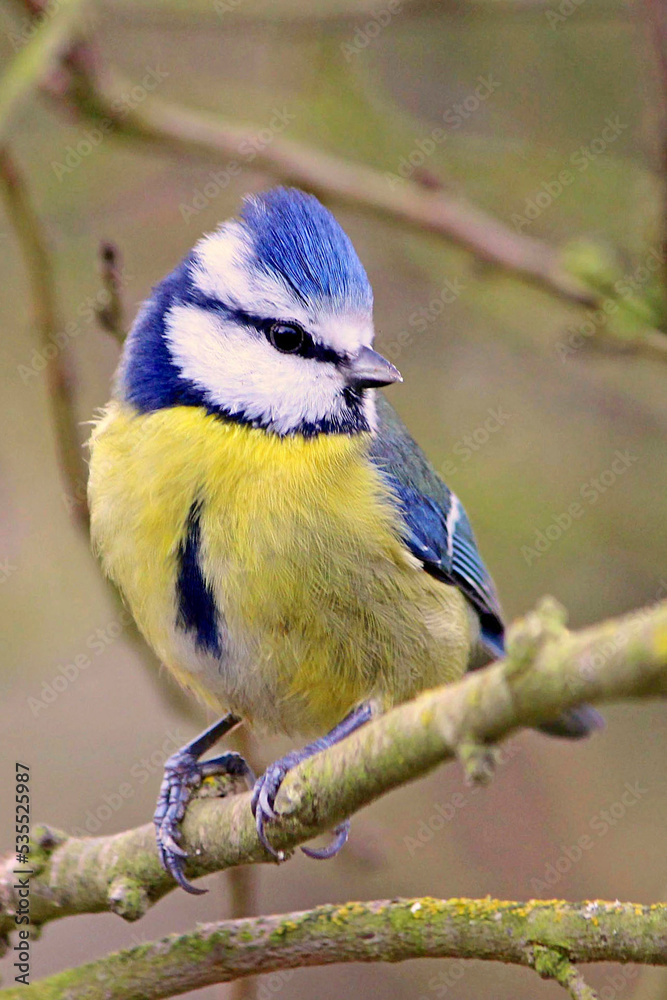 Fototapeta premium Blue Brushing