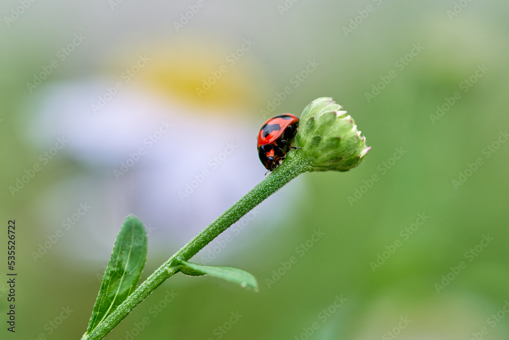 A ladybug on the green bud flower A ladybug on the green bud flower
