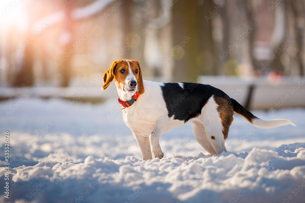 Portrait of american beagle dog walking in snow on camera in winter in park Portrait of american beagle dog walking in snow on camera in winter in park