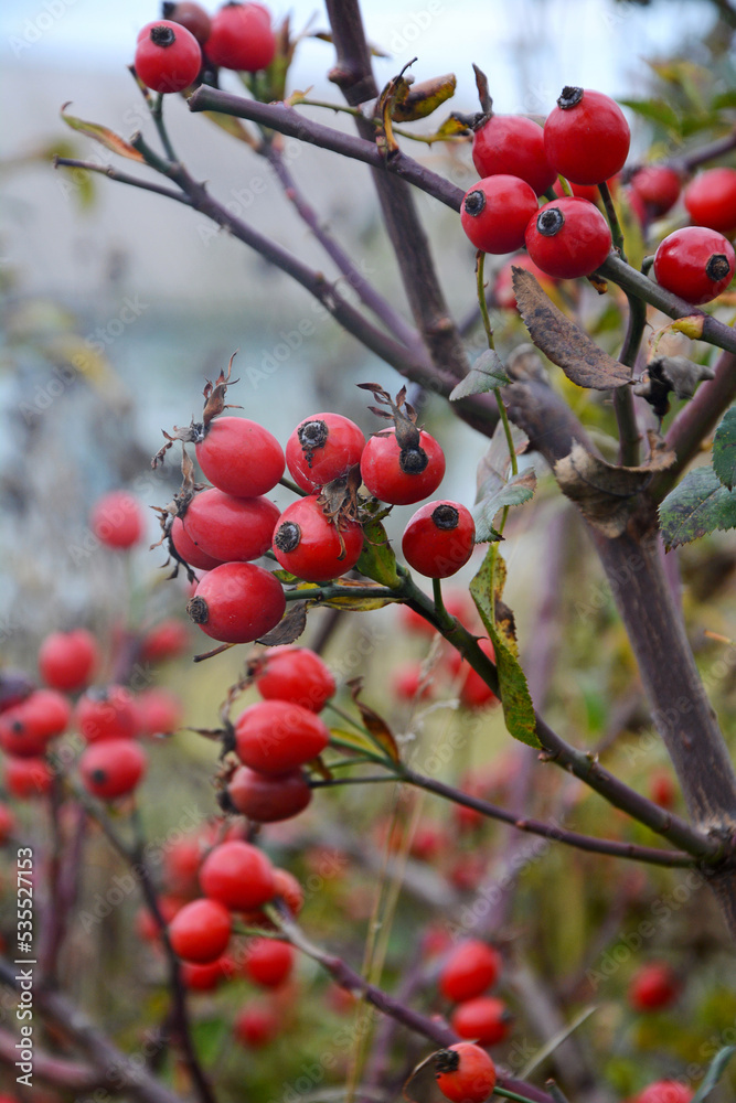 Ripe rose hips on a branch. Useful and vitamin plants Ripe rose hips on a branch. Useful and vitamin plants