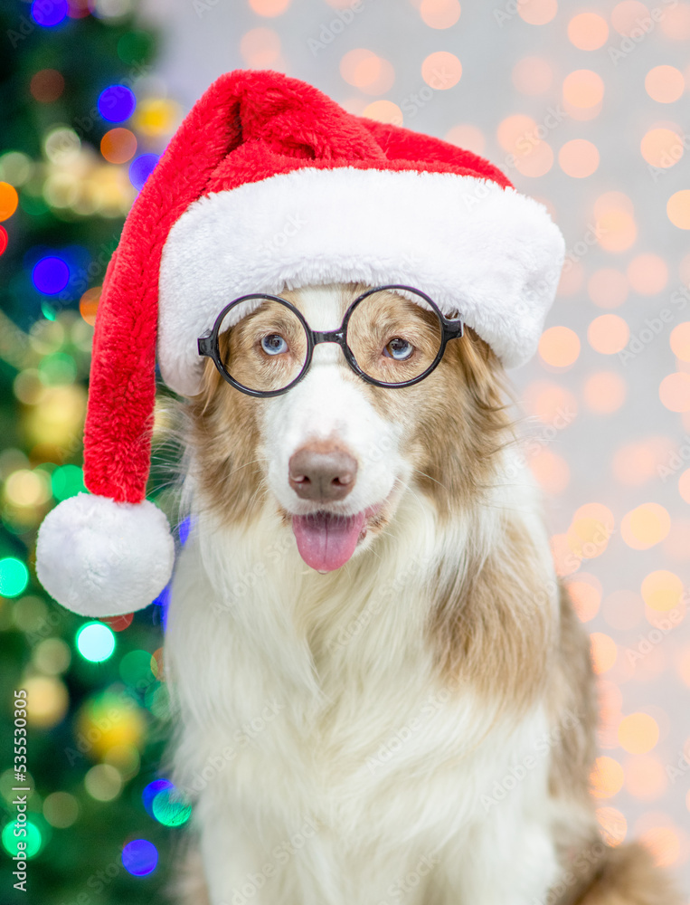 Funny Border collie wearing red santa hat and eyeglasses. Festive background with christmas tree Funny Border collie wearing red santa hat and eyeglasses. Festive background with christmas tree