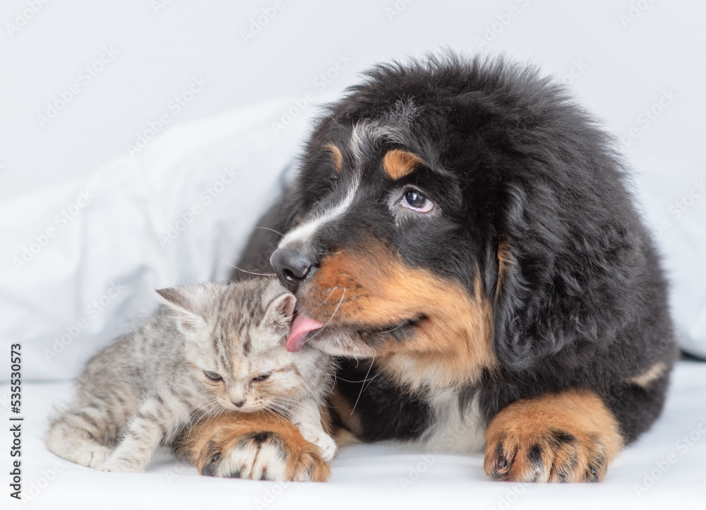 Bernese mountain dog puppy licks tiny kitten on a bed at home