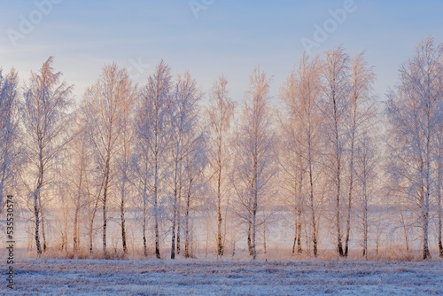 Frozen trees in the snow in winter. Winter and frost. Beautiful sunset light. Snow-white branches. First snow. Seasons. Themes of postcards and travels. Sunlight through the trunks.