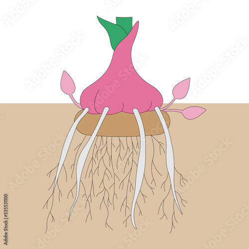 Corm, bulbo-tuber, or bulbotuber. Vector illustration.