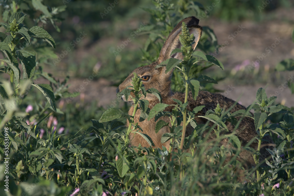 Obraz premium Feldhase, natur, gras, pflanze, wald, baum, garden, 