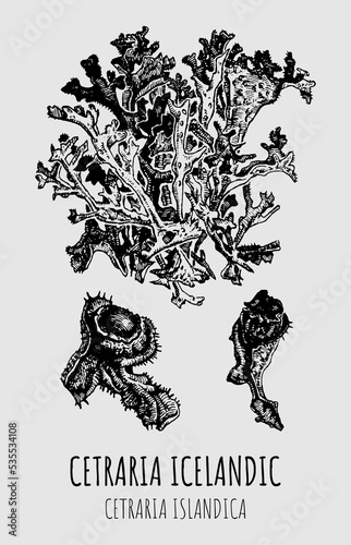 Vector drawings of Cetraria Icelandic. Hand drawn illustration. Latin name Cetraria islandica.
