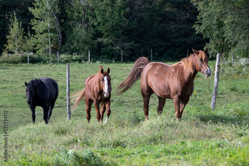 Three beautiful horses walking in line