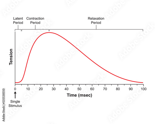Scientific Designing of Myogram. Single Muscle Contraction. Colorful Symbols. Vector Illustration.