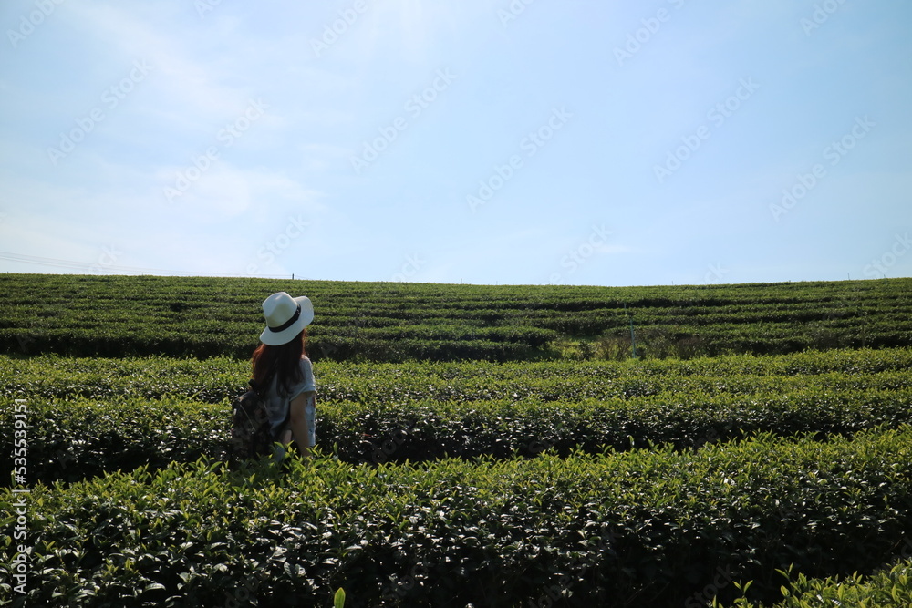 Obraz premium Traveler in hat stands in tea plantation and looks into the distance. Blue sky and green tea plantation