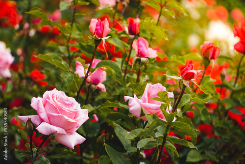 Beautiful Rose Pink Red Flowers and Green Garden Background with Sunshine