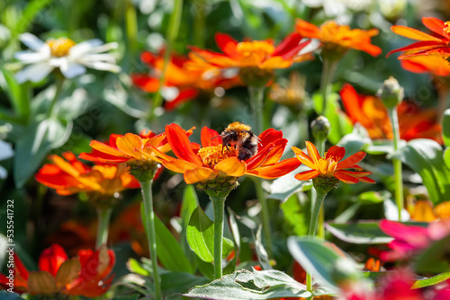 Fotografi Light summer floral background with orange zinnias