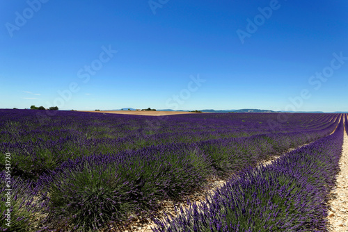 Lavendelfeld  Lavandula angustifolia   Valensole  D  partement Alpes-de-Haute-Provence  Provence-Alpes-C  te d Azur  Frankreich  Europa