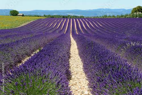 Lavendelfeld  Lavandula angustifolia   Valensole  D  partement Alpes-de-Haute-Provence  Provence-Alpes-C  te d Azur  Frankreich  Europa