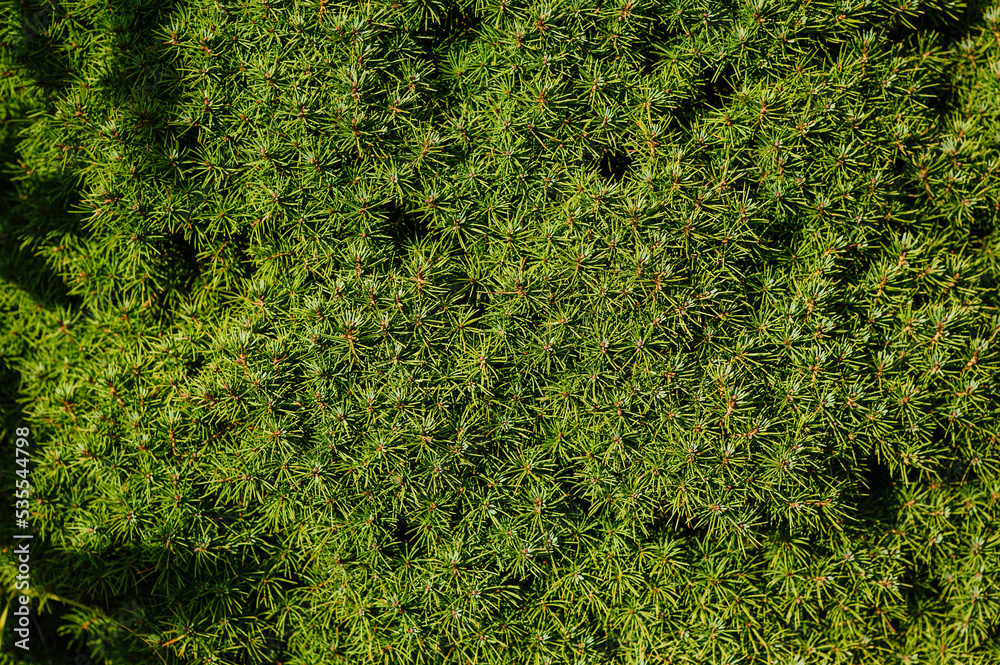 Background, texture of a green coniferous tree, spruce with needles on the branches. Close-up photography of nature. Background, texture of a green coniferous tree, spruce with needles on the branches. Close-up photography of nature.