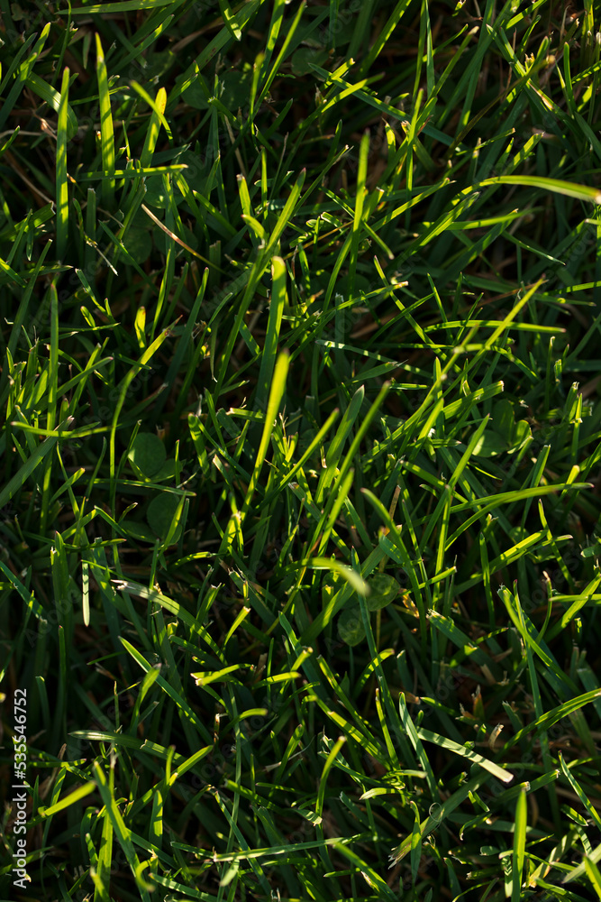 Obraz premium Autumn Grass