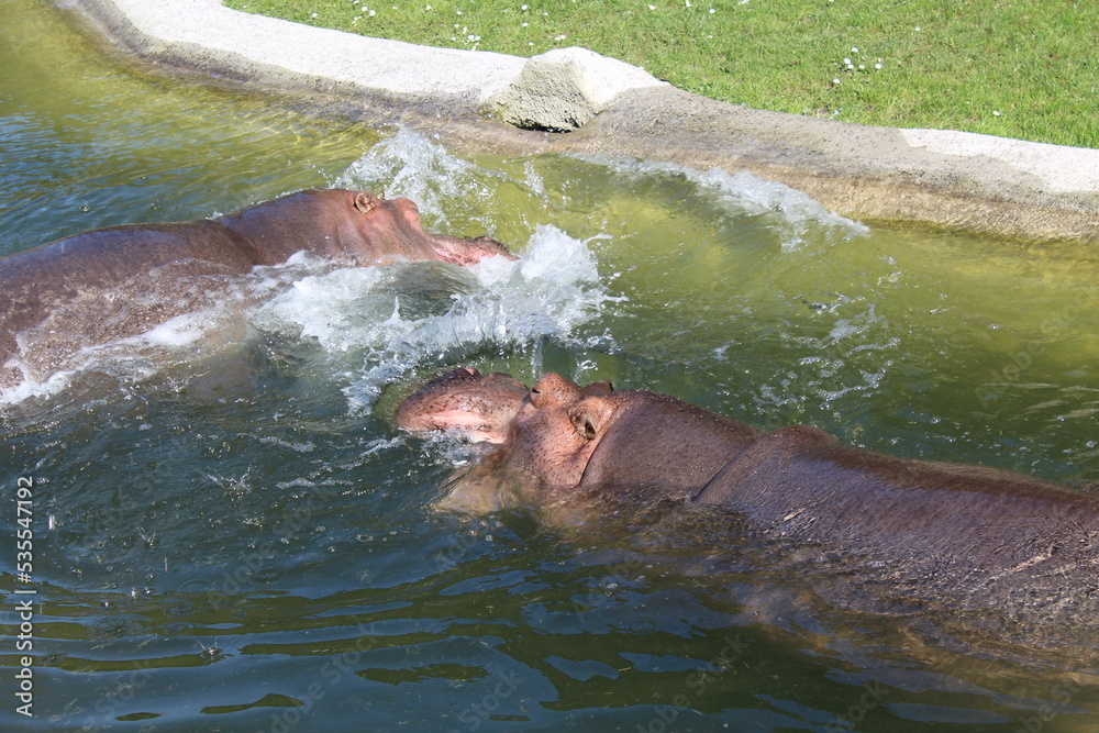 Fototapeta premium hippopotame