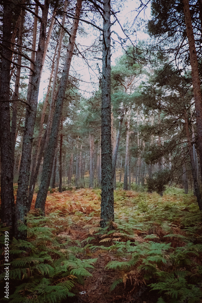 Fototapeta premium forest in autumn