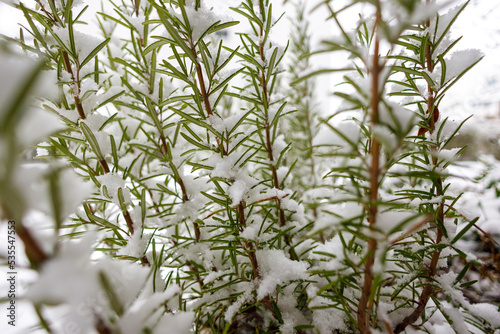 Rosemary and snowy winter background