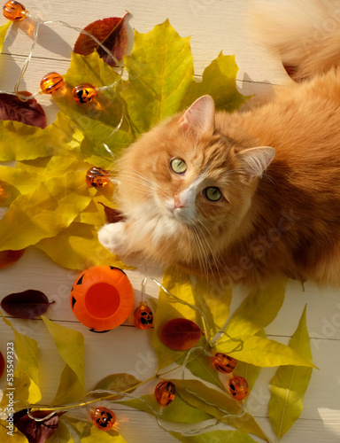 Ginger cat and halloween autumn decoration, top view photo