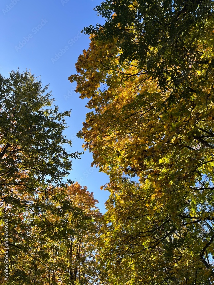 yellow leaves on the tree branches, golden fall in the park yellow leaves on the tree branches, golden fall in the park