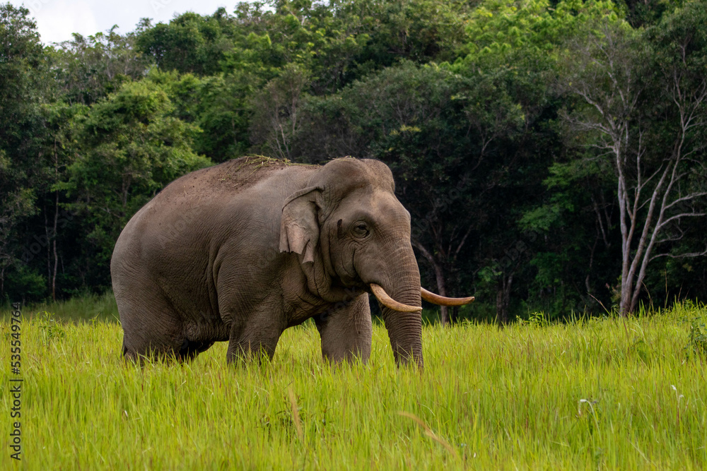Obraz premium elephant in the wild