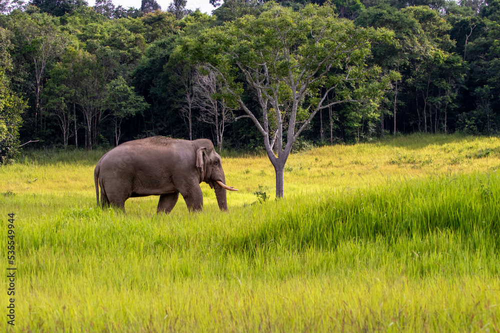 Fototapeta premium big animals