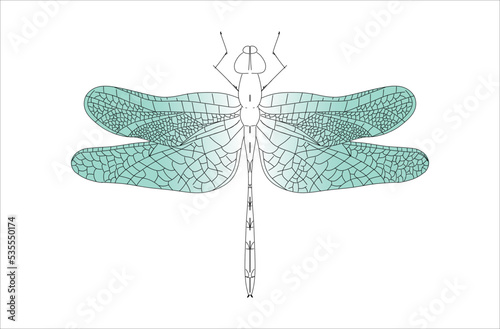 Dragonfly illustration, engraving, drawing, ink, vector