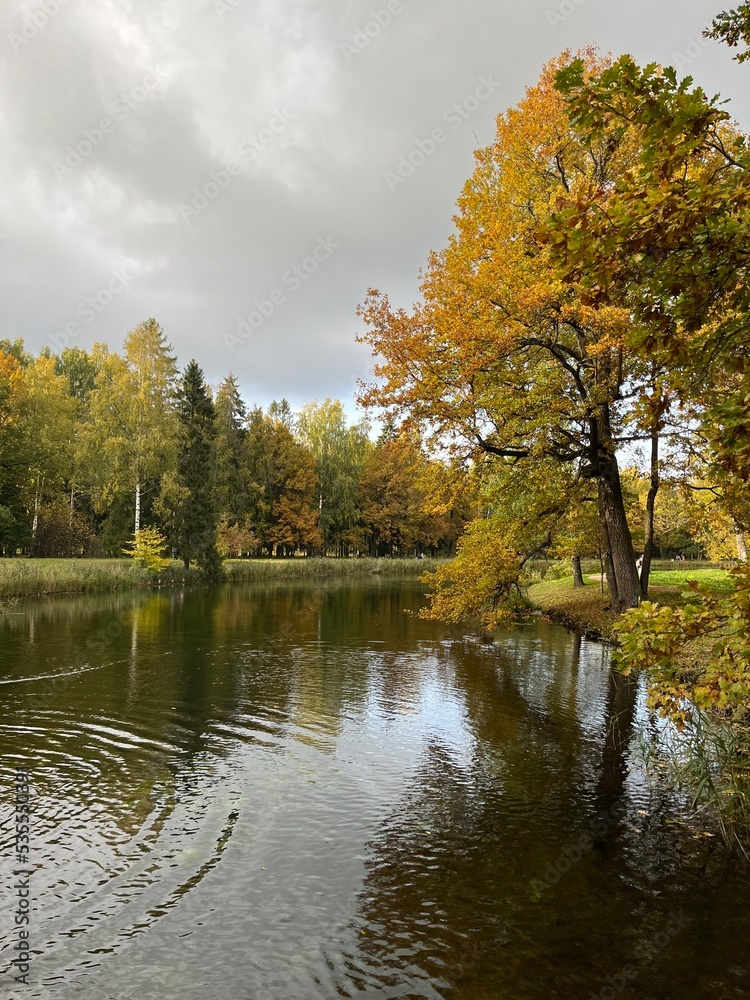Fototapeta premium autumn trees reflection on the surface of the pond in the park, golden fall